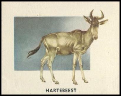 171 Hartebeest